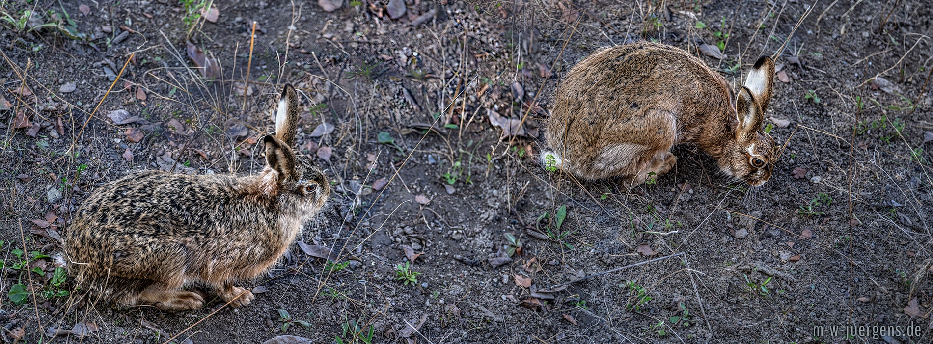 Goethe mit Frau Christiane