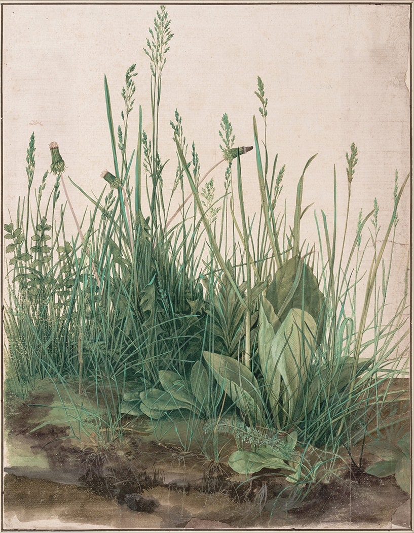 Albrecht Dürer, Das grosse Rasenstück